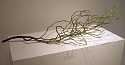 Daniel Chadwick Estate, Amalanchier Autumn Branch
2008, bronze burnout
