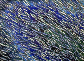 Doug Argueâ€™s Untitled (2024), oil on linen, depicting a school of fish in motion across a textured blue background.   Doug Argueâ€™s Untitled (2024) is a 52 x 72-inch oil painting on linen, showcasing a mesmerizing school of fish swimming across a dynamic b