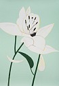 Alex Katz, Z White Lilies 4; edition of 50
2025, Silkscreen in colors on Saunders Waterford High White HP 425 gsm fine art paper