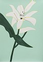 Alex Katz, Z White Lilies 2; edition of 50
2025, Silkscreen in colors on Saunders Waterford High White HP 425 gsm fine art paper