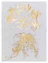 Jill Hotchkiss, Gilded Lilly 02
2026, gold leaf on Arches archival cotton paper